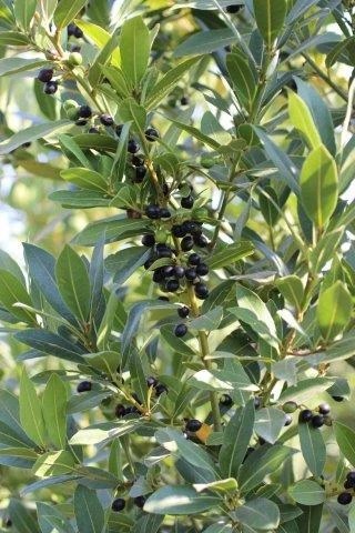 Sweet Bay, Grecian Laurel