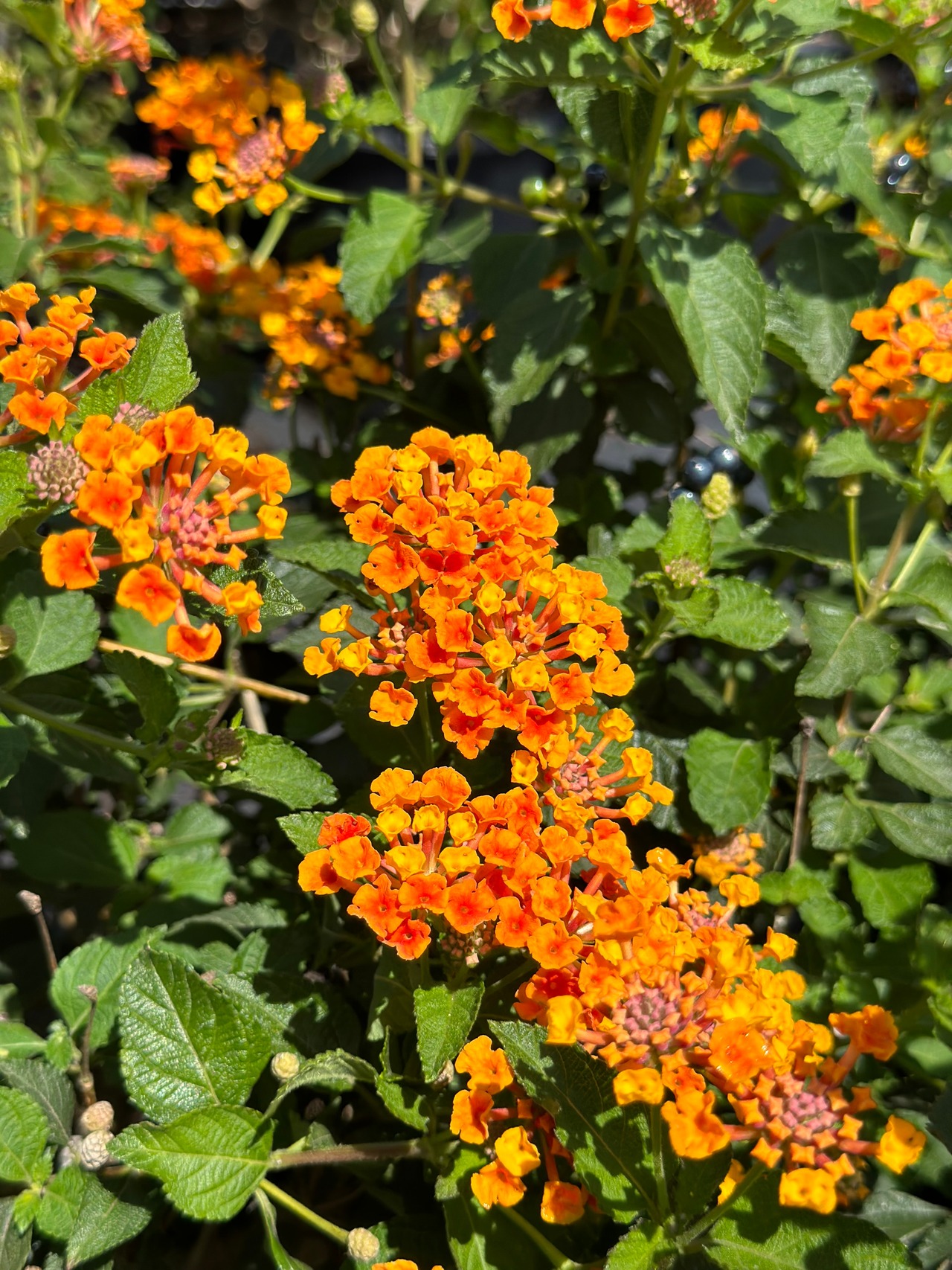 Radiation Bush Lantana