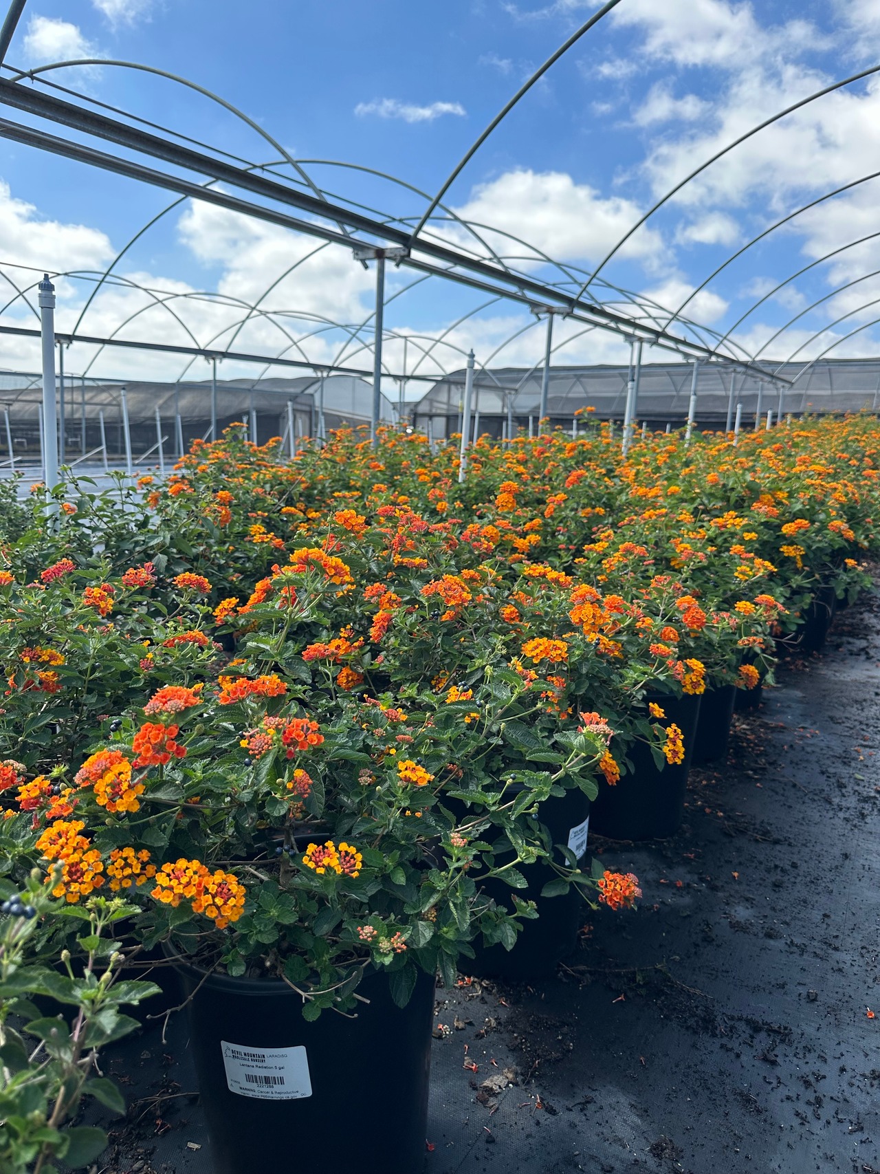 Radiation Bush Lantana