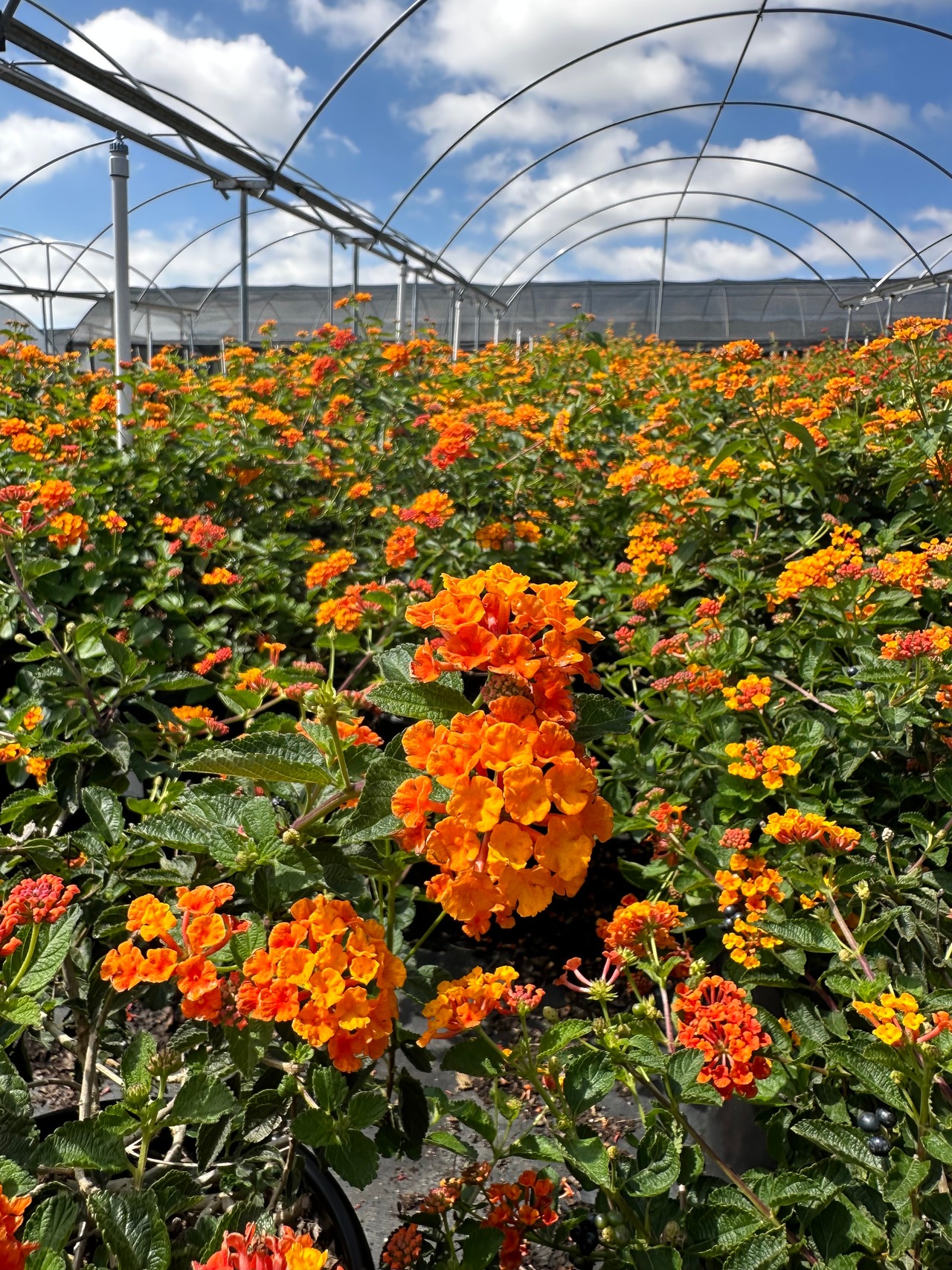 Radiation Bush Lantana