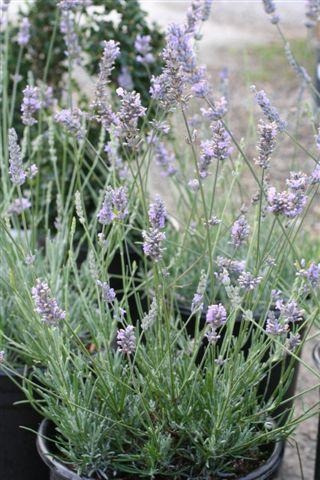 English Lavender