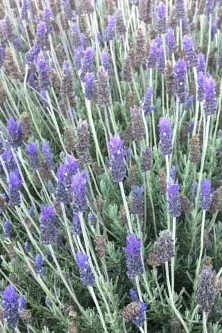French Lavender, Toothed Lavender