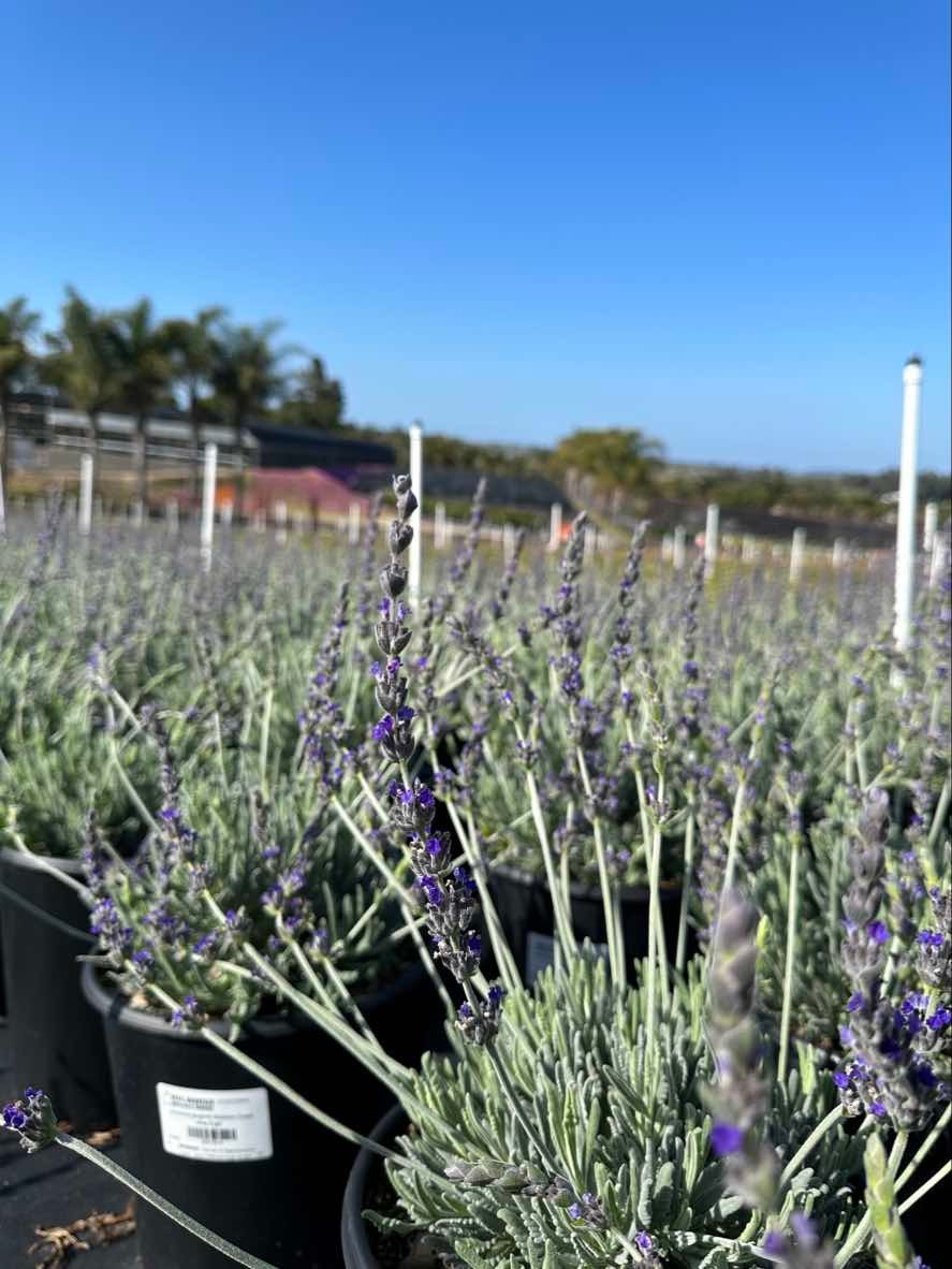 Goodwin Creek Grey Lavender