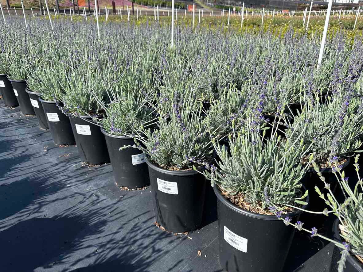 Goodwin Creek Grey Lavender