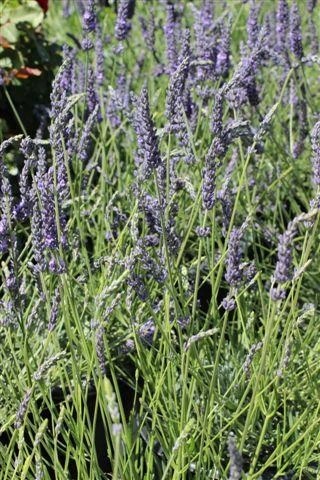Grosso Lavandin, Hedge Lavender