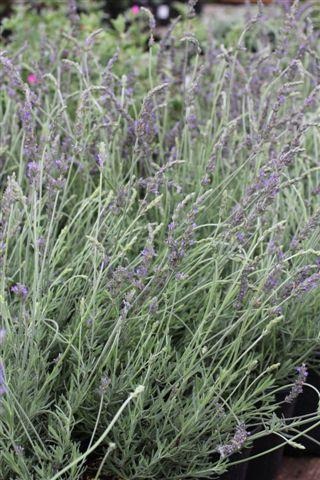 Sweet Lavender