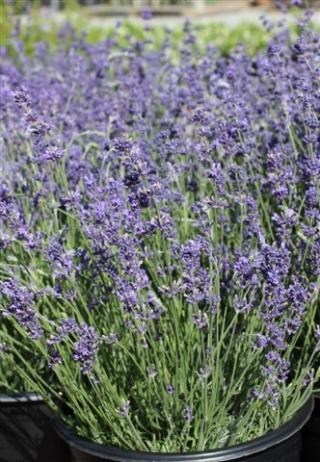 Hidcote Blue English Lavender