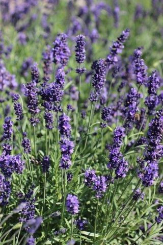 Munstead English Lavender