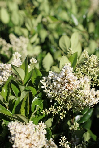 Waxleaf Privet