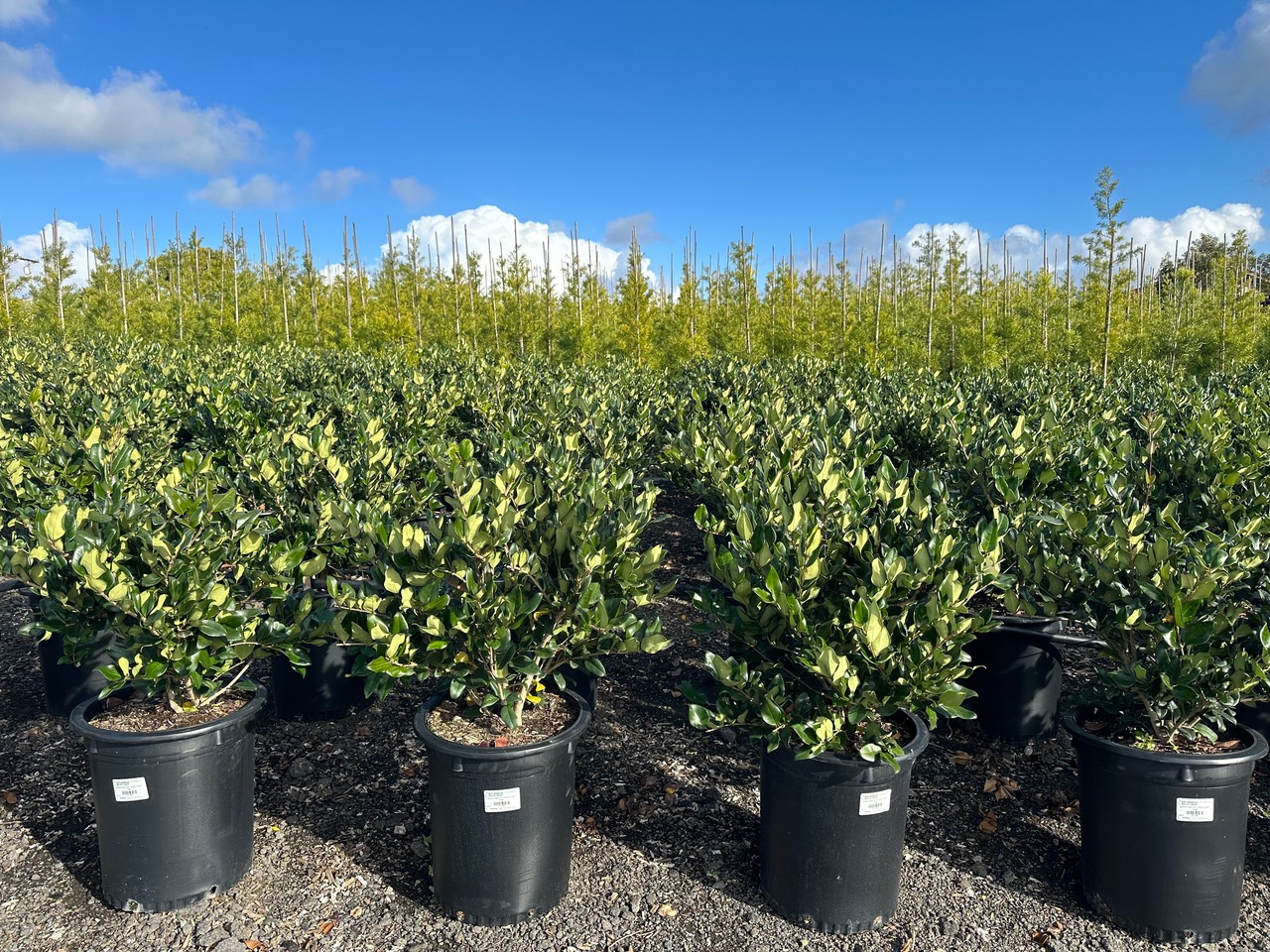 Waxleaf Privet