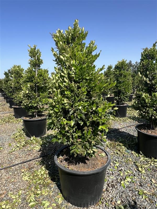 Waxleaf Privet