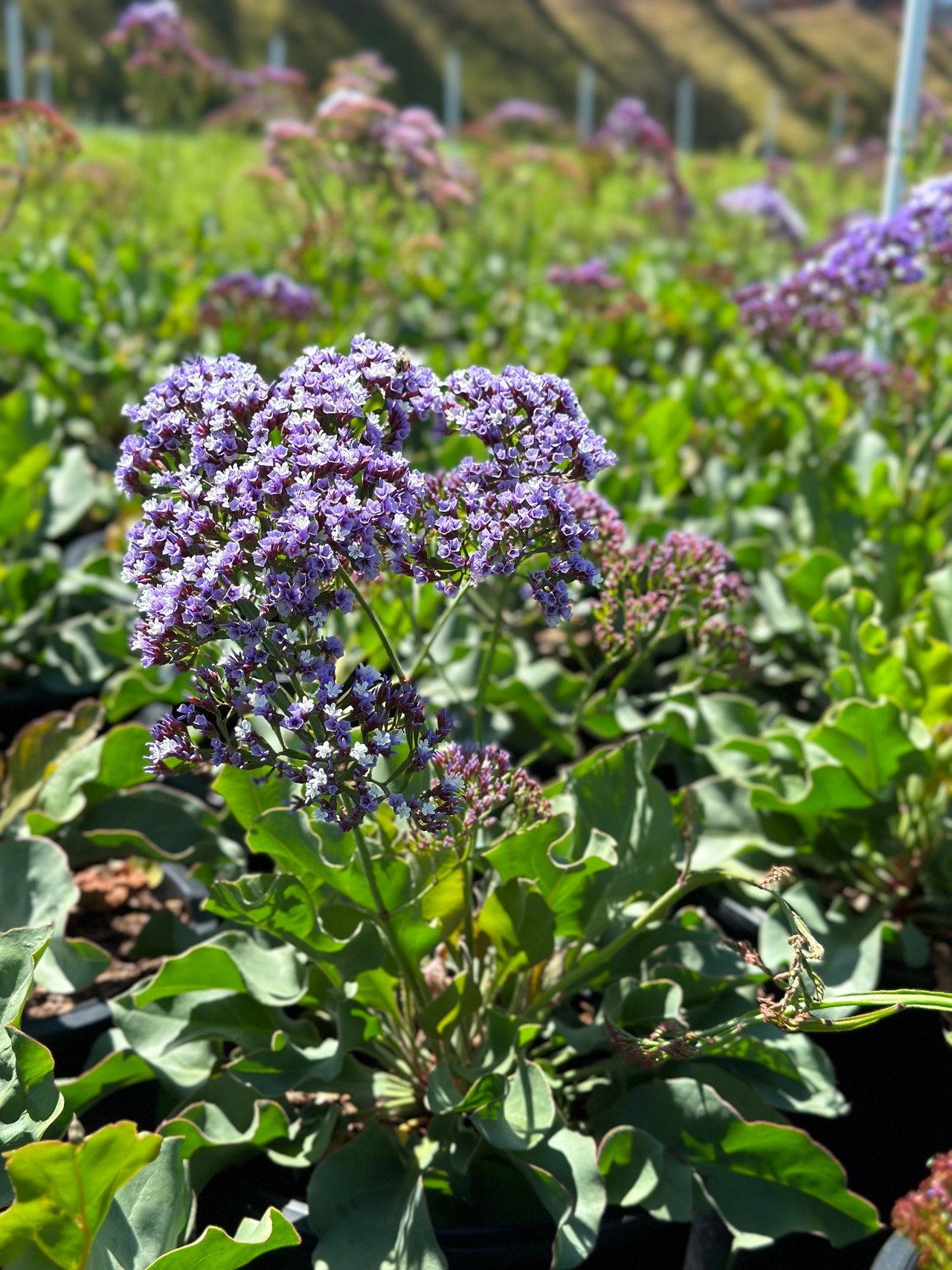 Statice, Sea Lavender