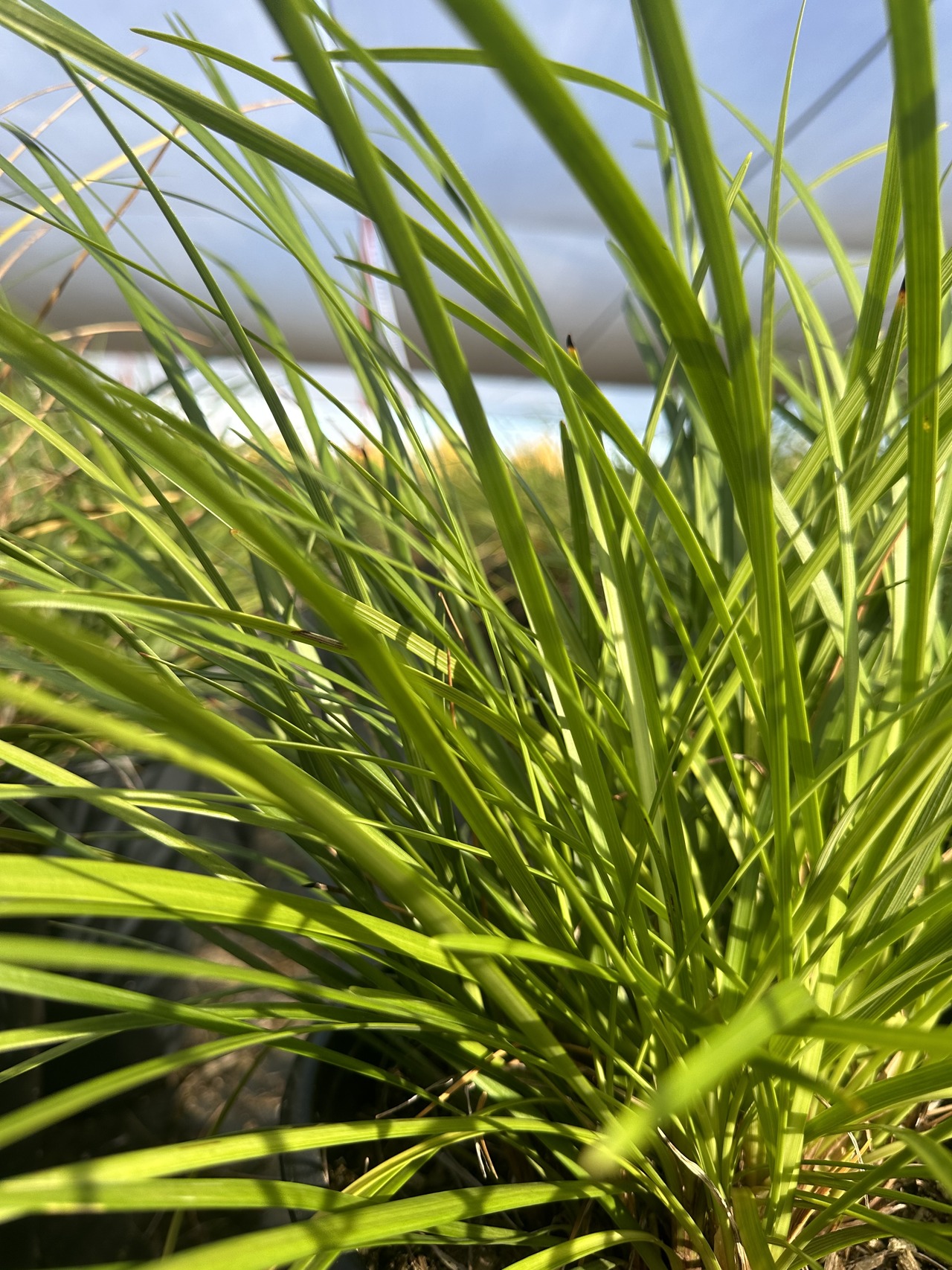 Giant Lily Turf