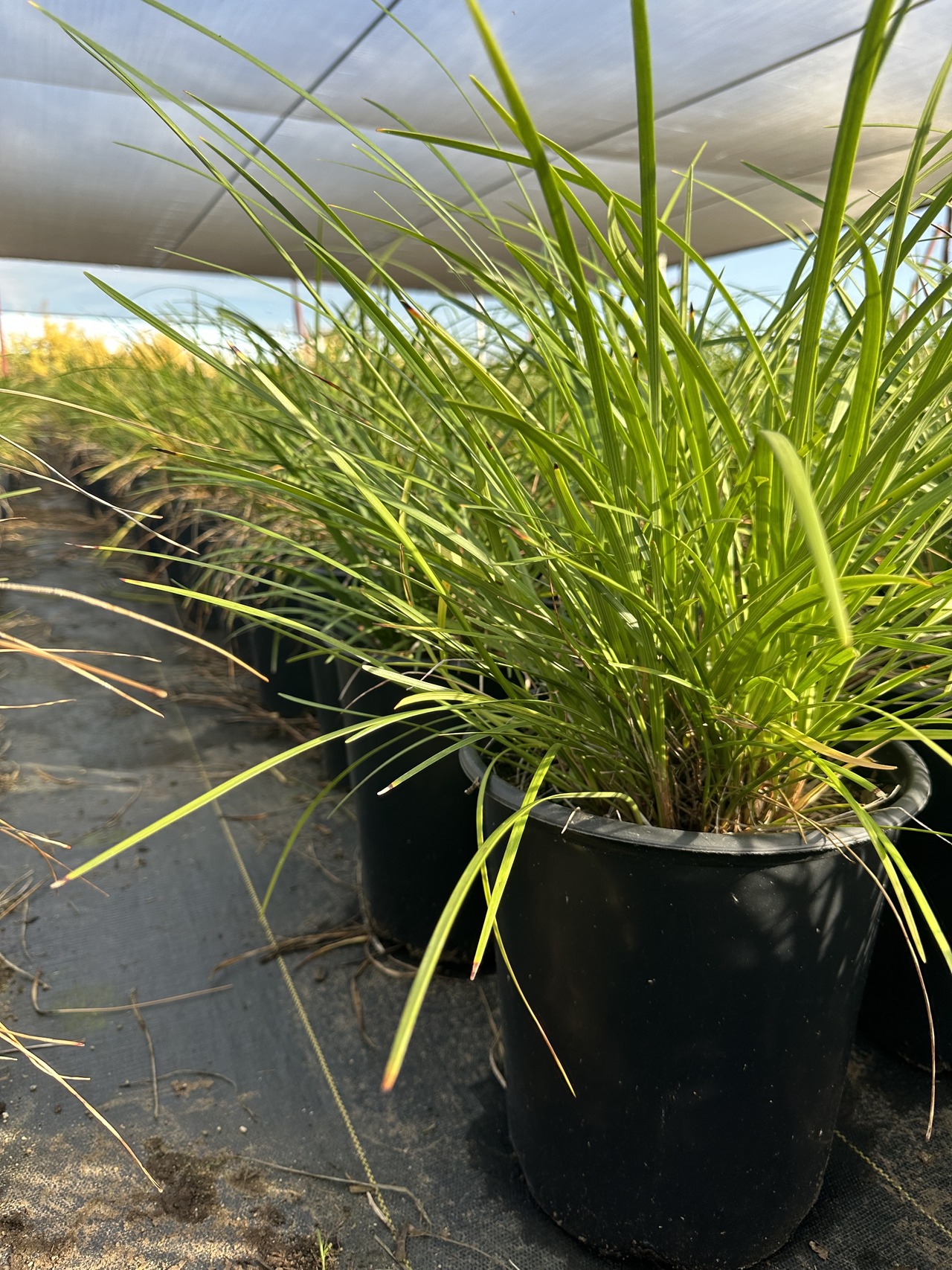 Giant Lily Turf