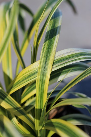 Silvery Sunproof Lily Turf