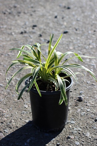 Silvery Sunproof Lily Turf