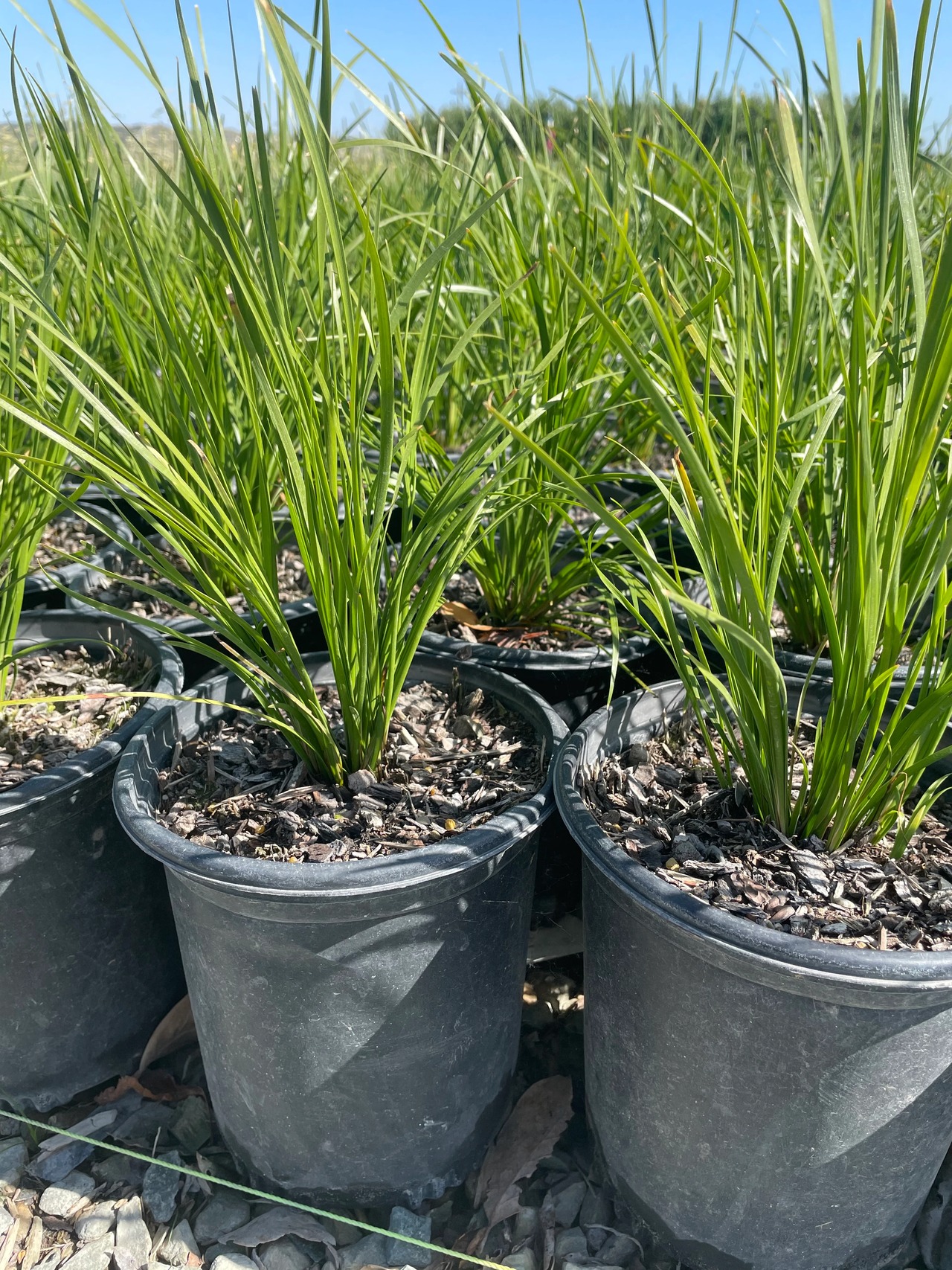 Breeze Dwarf Mat Rush