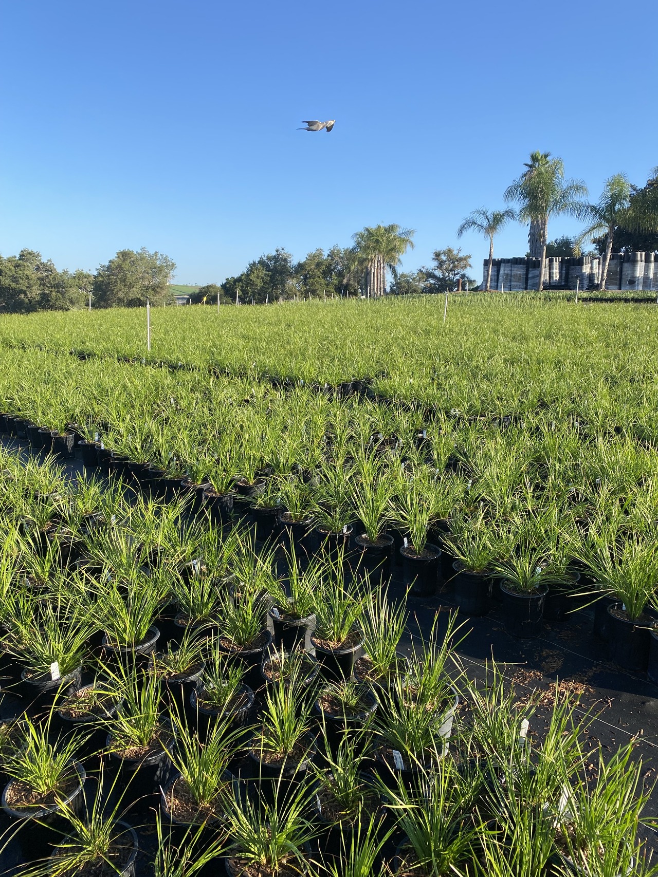 Breeze Dwarf Mat Rush