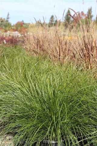 Breeze Dwarf Mat Rush