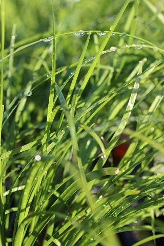 Breeze Dwarf Mat Rush