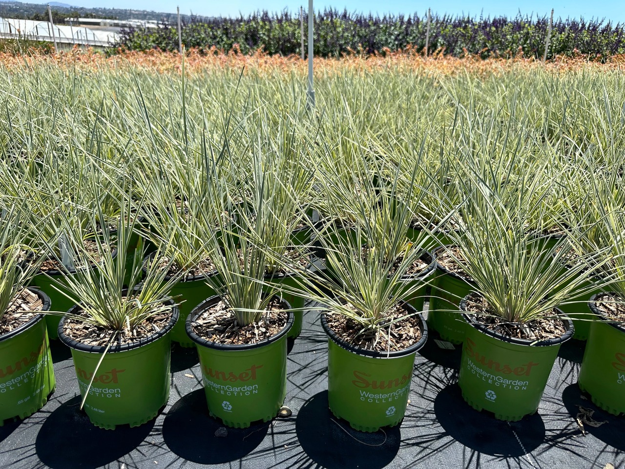 Variegated Dwarf Mat Rush