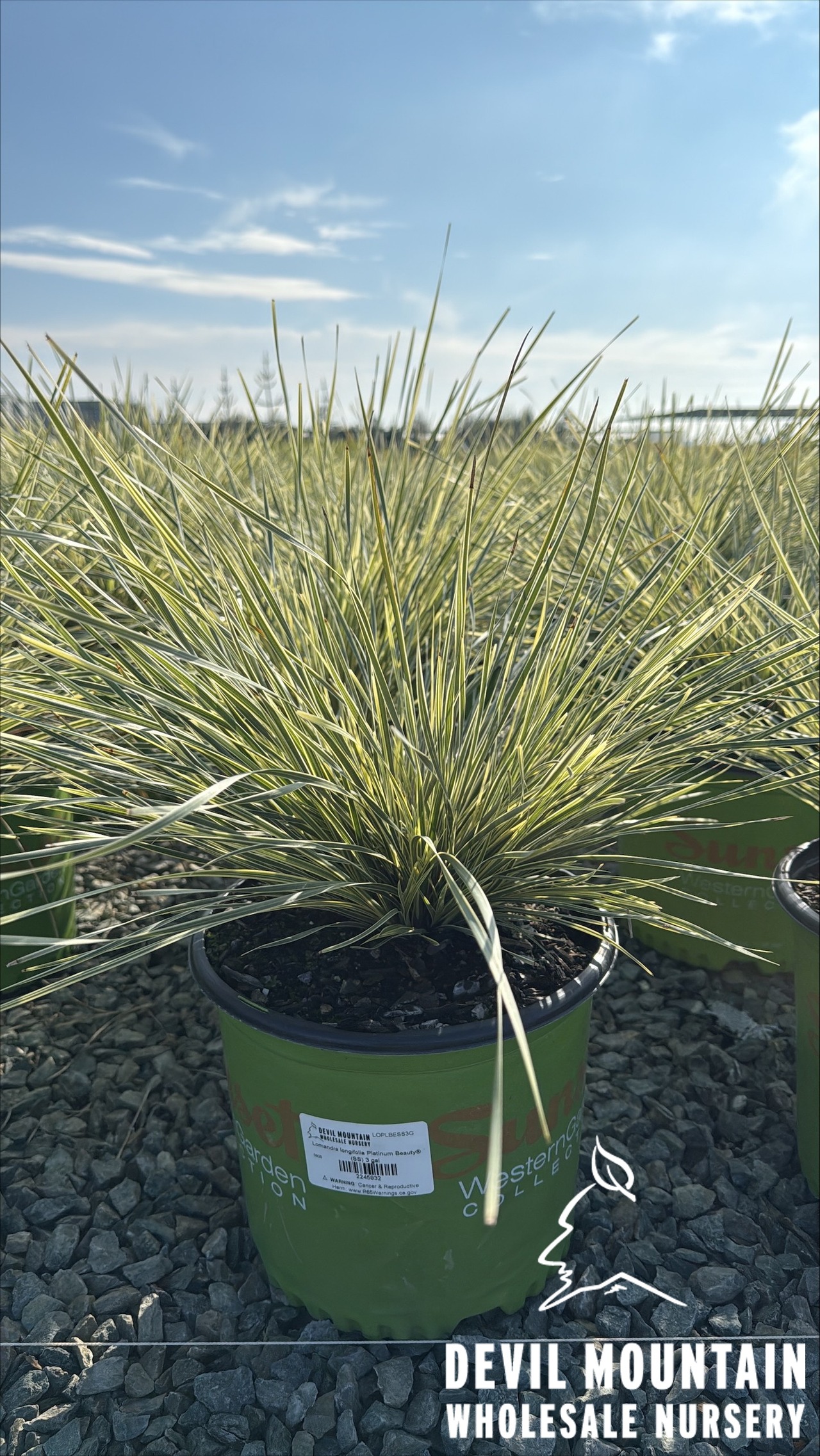 Variegated Dwarf Mat Rush