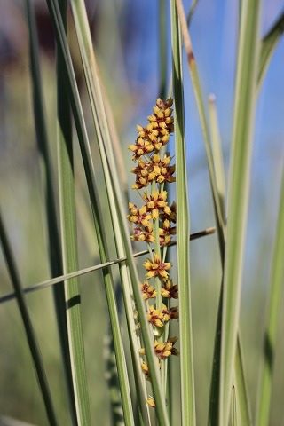 Variegated Dwarf Mat Rush
