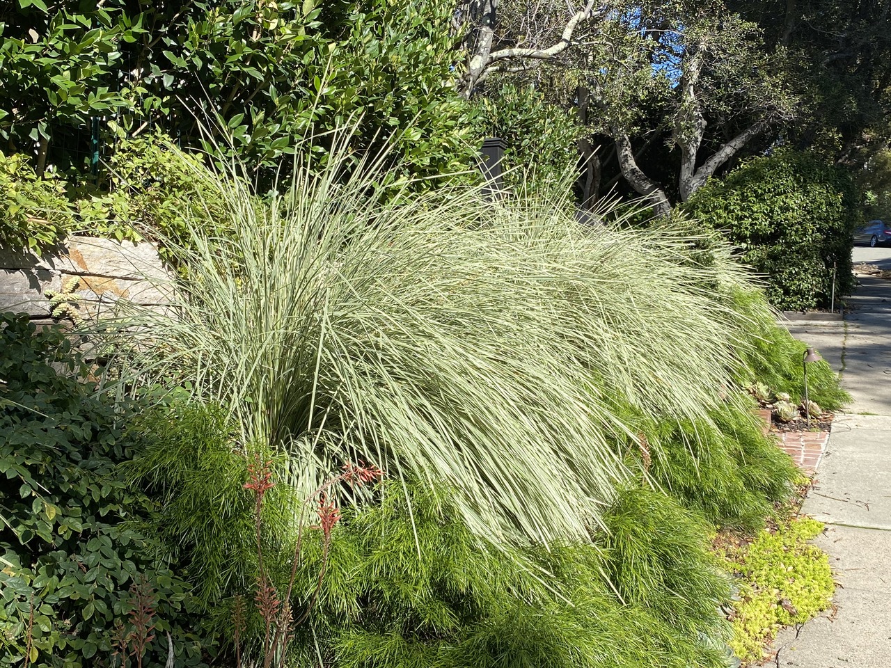 Variegated Dwarf Mat Rush