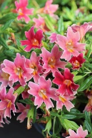 Jelly Bean Monkeyflower