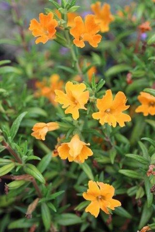 Jelly Bean Monkeyflower
