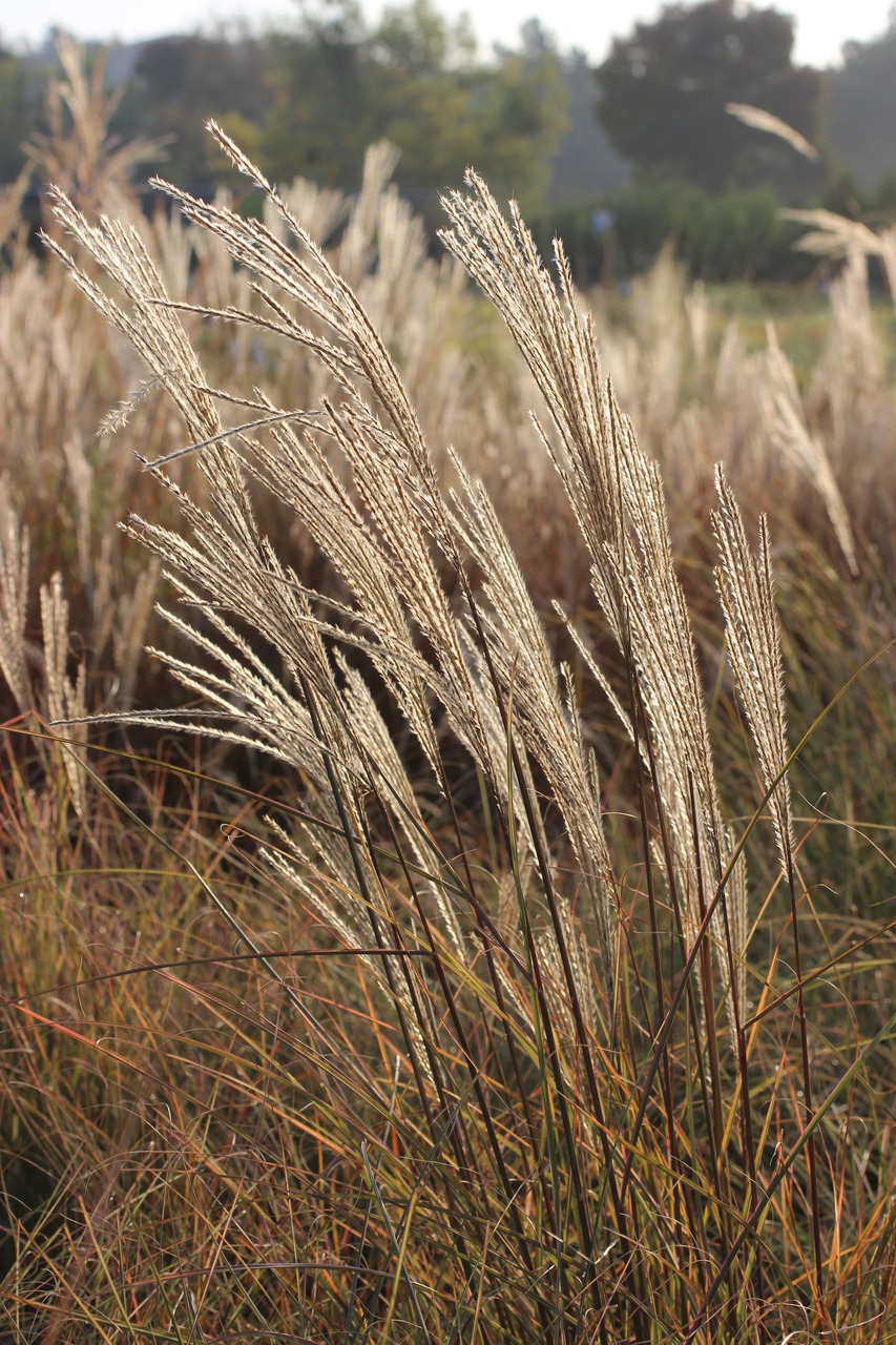 Morning Light Japanese Silver Grass, Eulalia