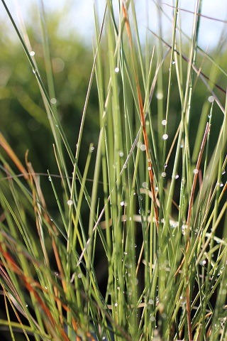 Pink Muhly Grass, Pink Hair Grass