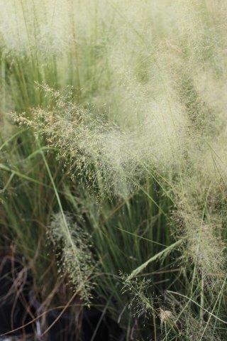White Awn Muhly, White Cloud Muhly