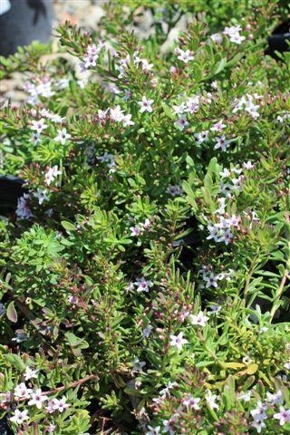 Pink Prostrate Myoporum