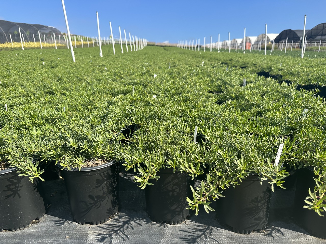 Prostrate Myoporum