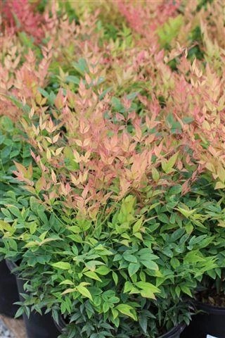 Gulf Stream Heavenly Bamboo, Sacred Bamboo