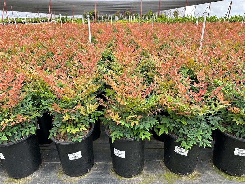 Gulf Stream Heavenly Bamboo, Sacred Bamboo
