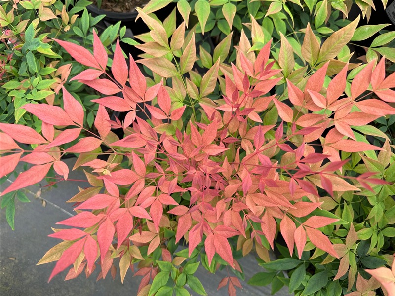 Gulf Stream Heavenly Bamboo, Sacred Bamboo