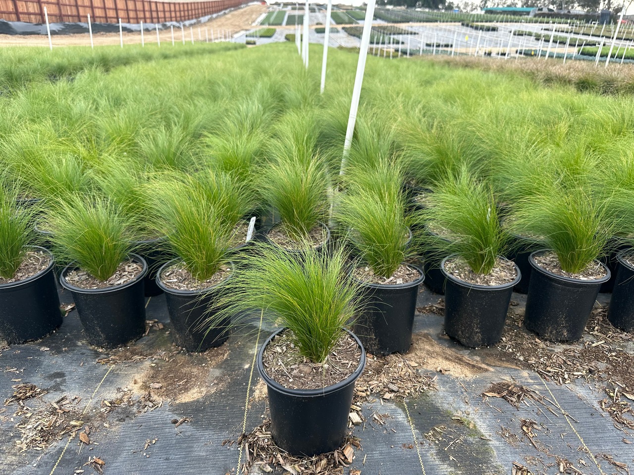 Mexican Feather Grass, Silky Thread Grass