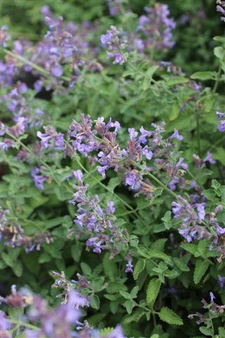 Walker's Low Catmint