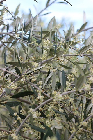 Wilson Olive, Semi-Fruitless