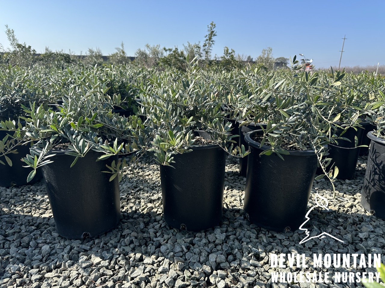 Little Ollie® Dwarf Olive