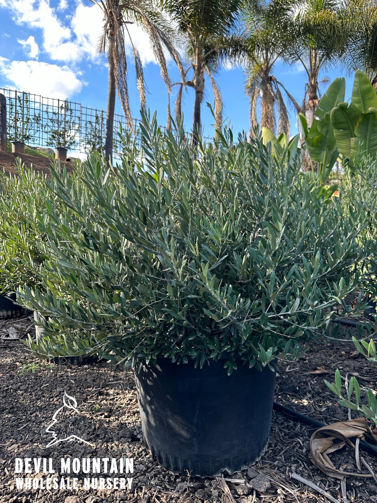 Little Ollie® Dwarf Olive