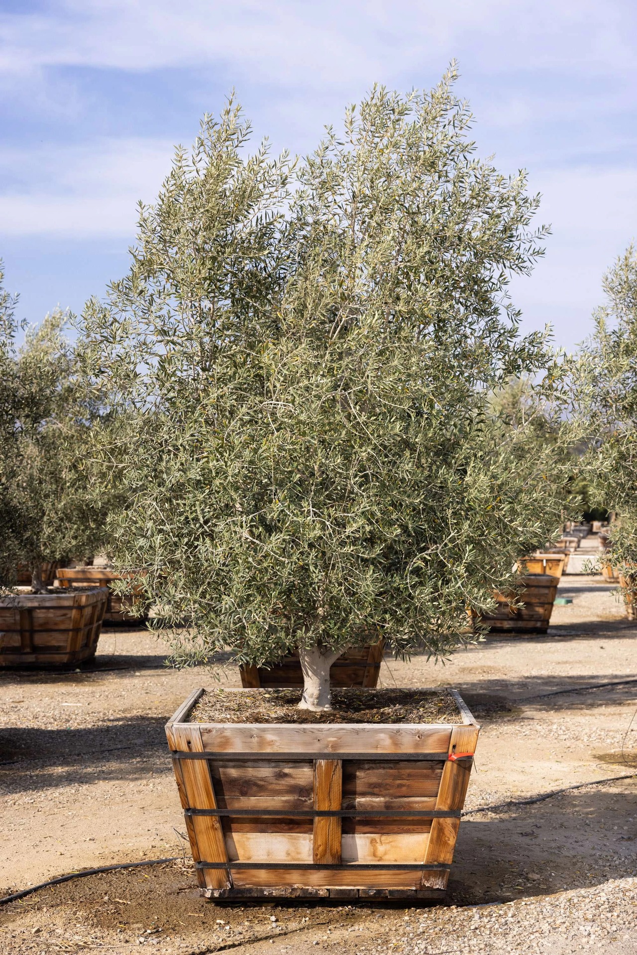 Swan Hill Olives® Tree