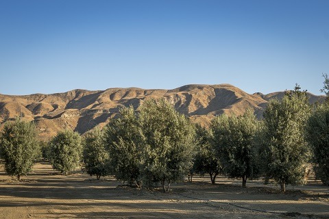 Swan Hill Olives® Tree