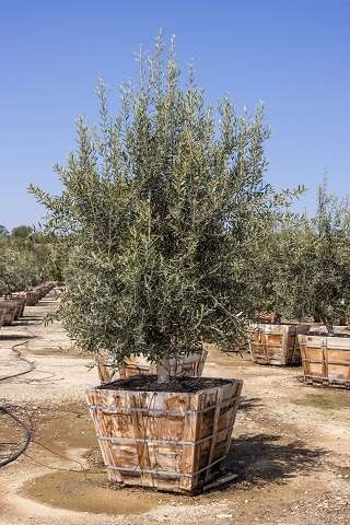 Swan Hill Olives® Tree
