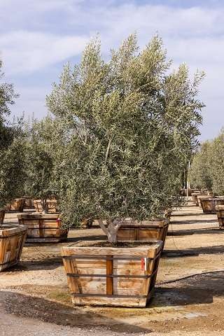 Swan Hill Olives® Tree