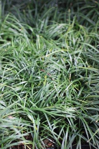 Mondo Grass