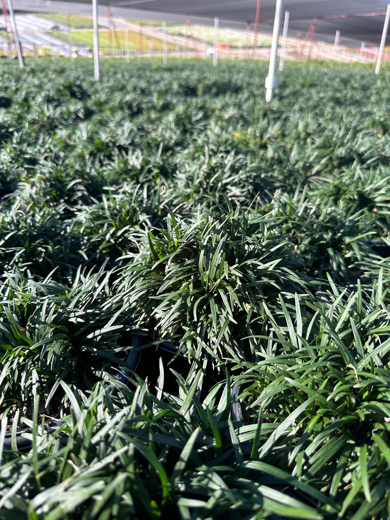 Dwarf Mondo Grass