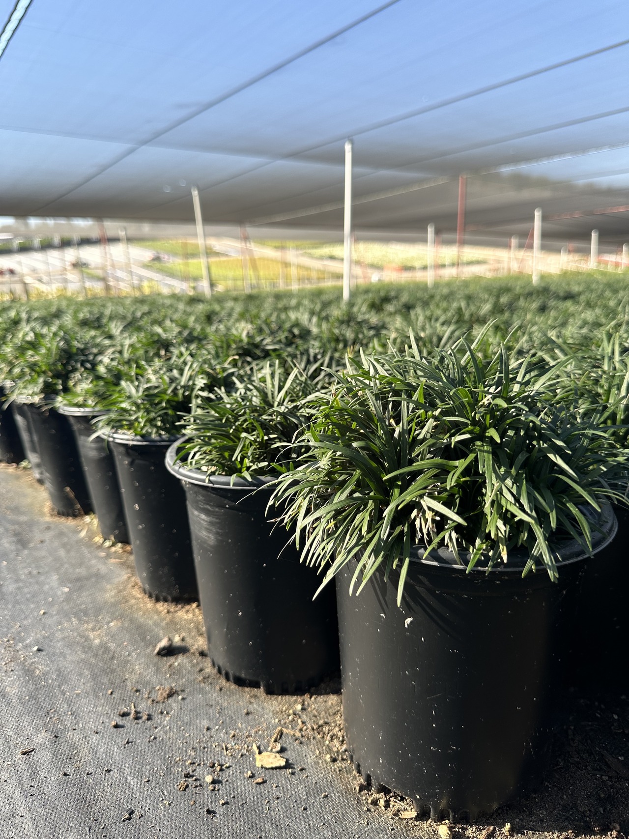 Dwarf Mondo Grass